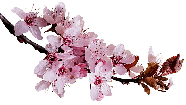 cherry