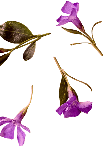 price-flowers